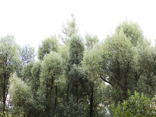 Image looking onto a forest.