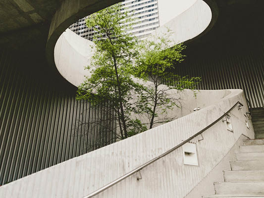 Concrete staircase with tree growing in lightwell.