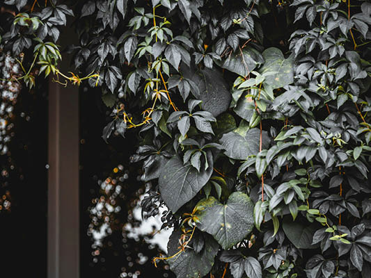 bbg insight: Sustainability edition